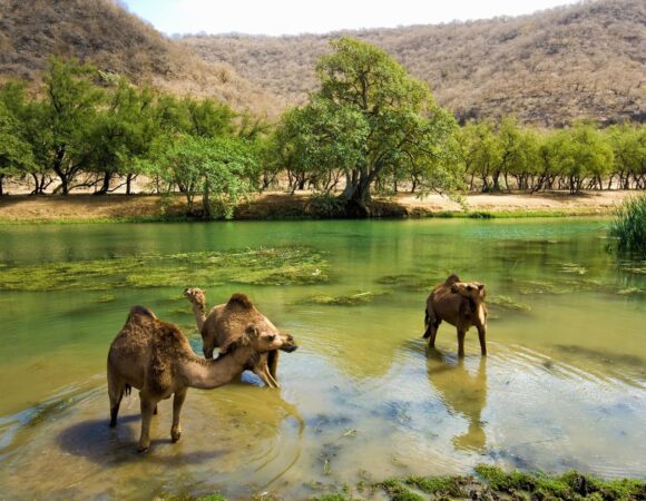 Discover Salalah